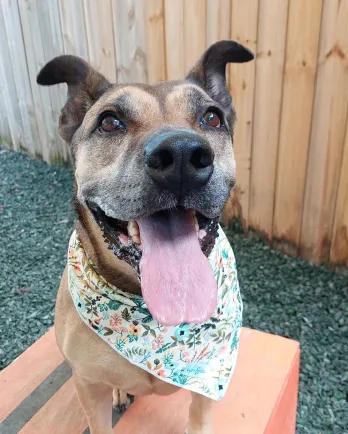 pit bull mix smiling