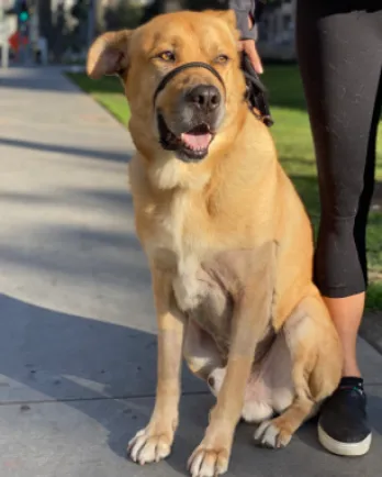 Scooby with gentle lead