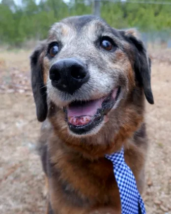 Senior wearing a blue tie