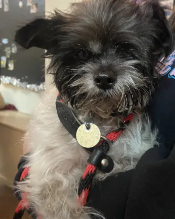 lhaso apso