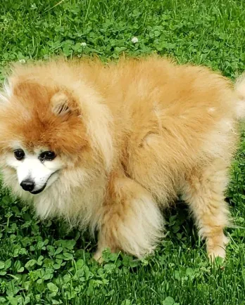 fluffy brown pomeranian in grass