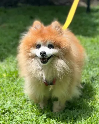 fluffy brown pomeranian in grass