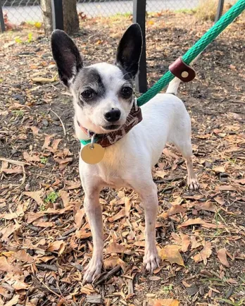 small white dog with collar