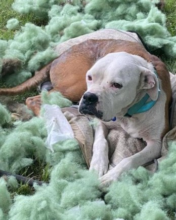 Boxer dog laying in a pile of fluff