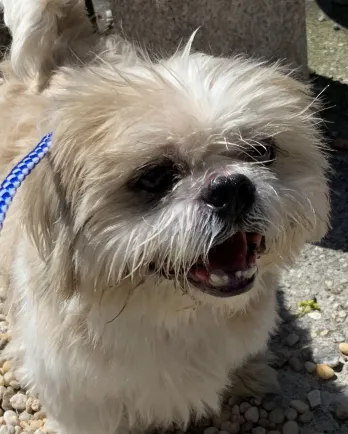 Stevie the Shih Tzu