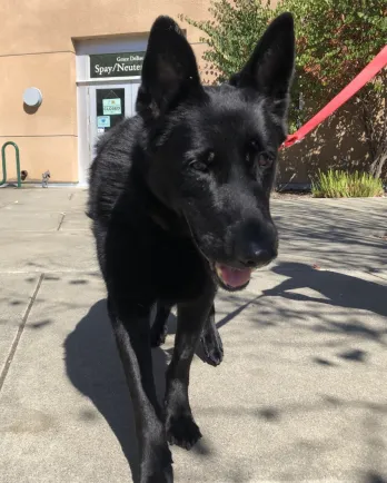 black shepherd dog