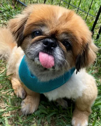 Pekingese Tritten with tongue out