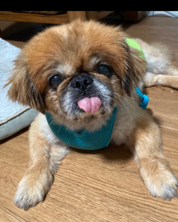 Pekingese Tritten with tongue out