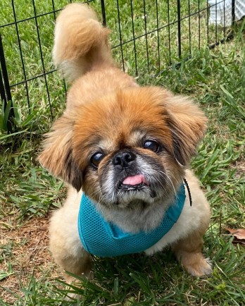 Pekingese Tritten with tongue out