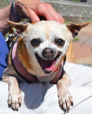 Yellow Chihuahua