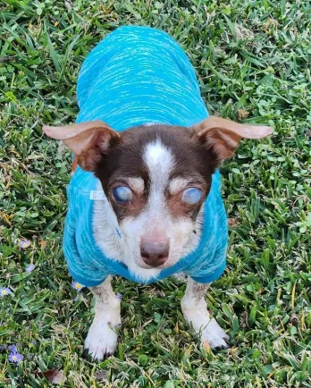 blind terrier dog