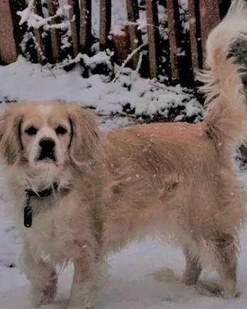 Shamrock in the Snow