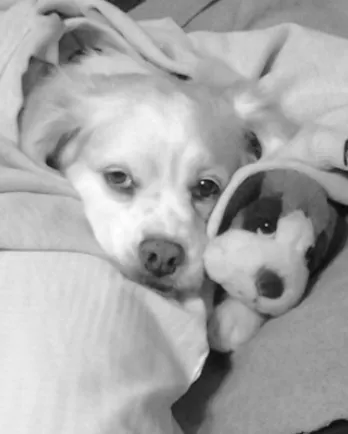 Shamrock Snuggle