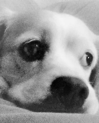 Shamrock Up Close