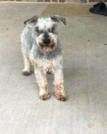 Black and tan schnauzer with grey muzzle standing on concrete.