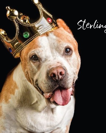 handsome pitbull with crown