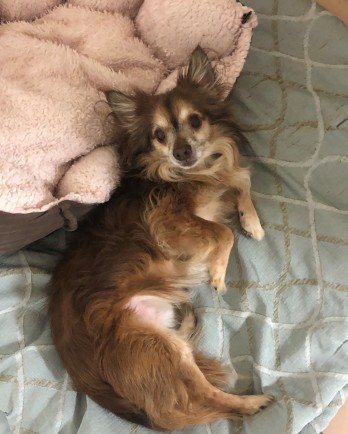 long haired chihuahua laying in a bed