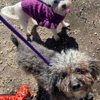 grey dog and white dog on leashes