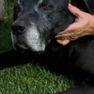 black dog with grey muzzle