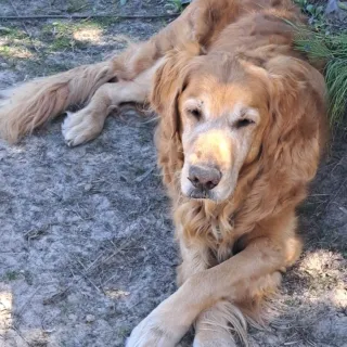 Shiner Brown golden retriever with crossed paws