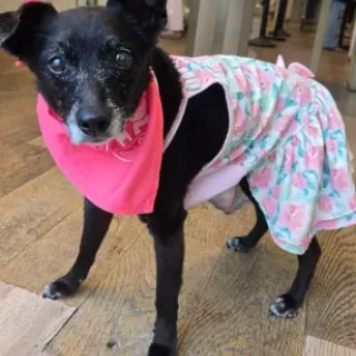 img of gracie
