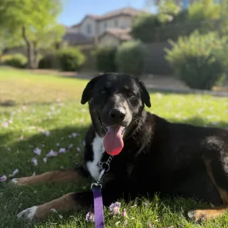 With the help of a Grey Muzzle grant, Maya's golden years will be happy and healthy.