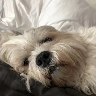 Mrs.Pants