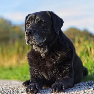Human food for senior dogs clearance