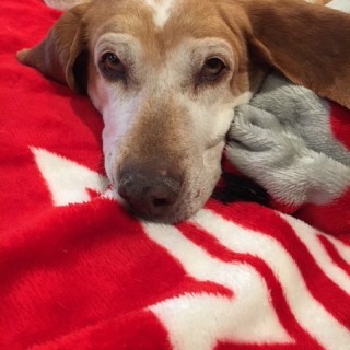 Brown and white coonhound mix on red blanket
