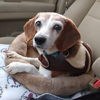 Lilly the beagle in a dog bed