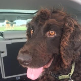 Brown dog with curly hair sitting in a car.