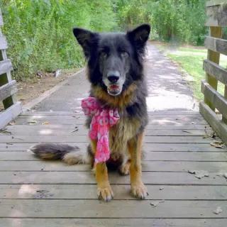 Black shepherd mix Angel