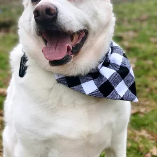 White lab mix Anna