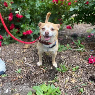 White Chihuahua Bodie