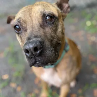 mixed breed brown dog