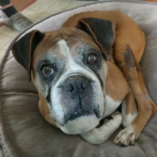 Boxer dog with a grey face