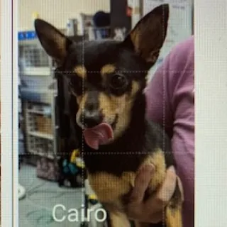 brown and black dog