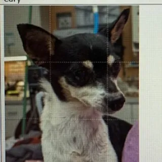 black and white chi mix