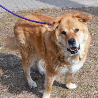 Blonde chow mix smiling with a purple leash