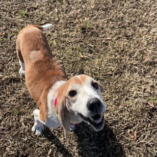 beagle mix smiling at the camera