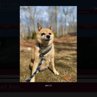 Chihuahua mix Jem