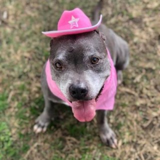 grey pitbull with pink cowboy hat