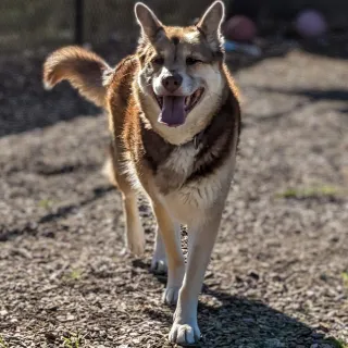 german shepherd mix