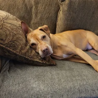 Paris on the couch