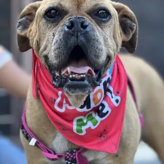 brown smiling dog