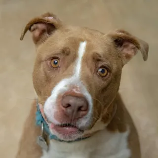brown and white pit bull dog