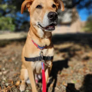 White dog named tara with new owner