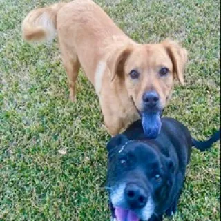 Rex and Renny with tongues out