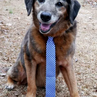 Senior wearing a blue tie
