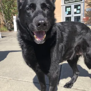 black shepherd dog